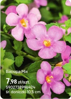 Bacopa Mix promocja w Castorama