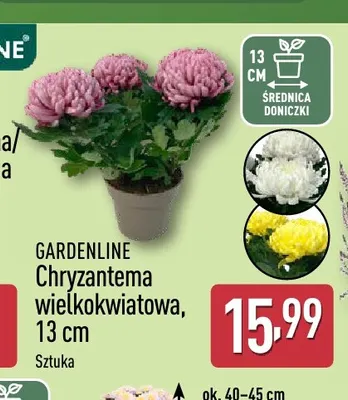 Chryzantema wielkokwiatowa Gardenline promocja w Aldi