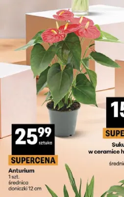 Anturium promocja w Delikatesy Centrum