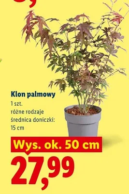 Klon palmowy promocja w Lidl