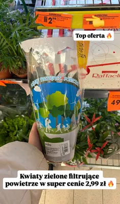 Kwiaty zielone filtrujące powietrze promocja w Biedronka