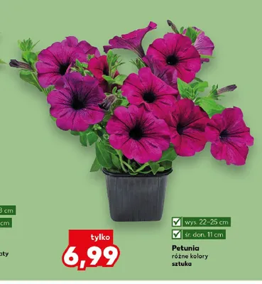 Petunia wys. 22-25cm śr. don. 11cm promocja w Kaufland