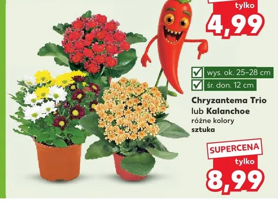 Chryzantema Trio promocja w Kaufland