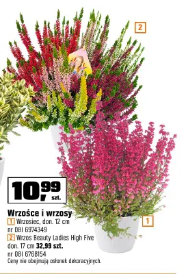 Wrzos Beauty Ladies High Five w doniczce promocja w OBI