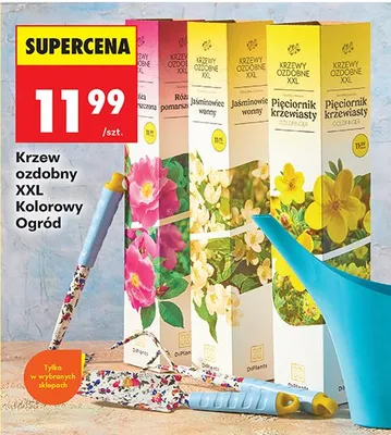 Krzew ozdobny XXL Kolorowy Ogród promocja w Biedronka