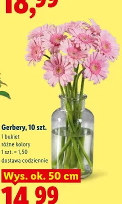 Gerbery 10-pak promocja w Lidl