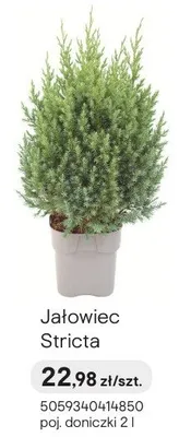 Jałowiec Stricta promocja w Castorama