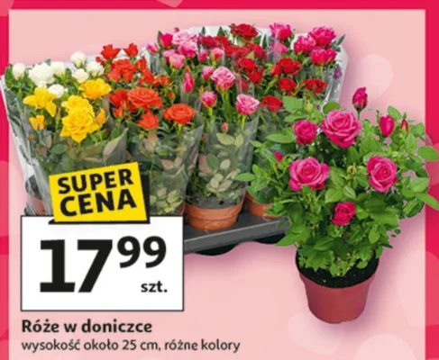 Gazetka 30 Lat Hipermarket Auchan, strona 13 promocja w Auchan