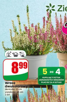 Wrzos dwukolorowy promocja w Dino