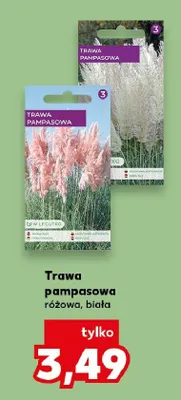 Trawa pampasowa biała promocja w Kaufland