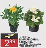 Begonia semperflorens aksamitka promocja w Wafelek