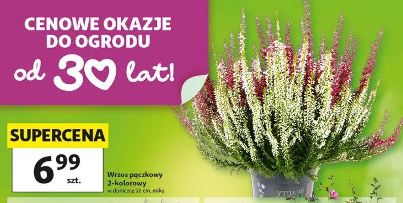 Wrzos pączkowy 2-kolorowy promocja w Auchan