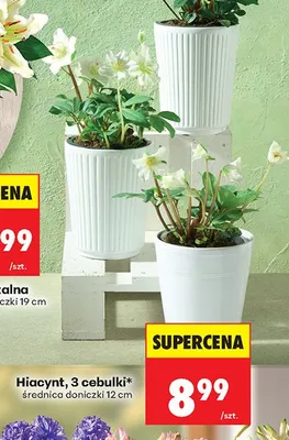 Doniczka Hiacynt 12 cm, 3 cebulki promocja w Biedronka