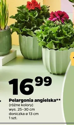 Pelargonia angielska promocja w Netto