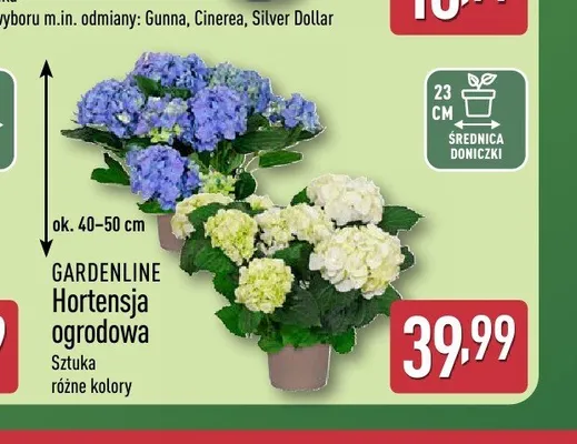 Hortensja ogrodowa Gardenline promocja w Aldi