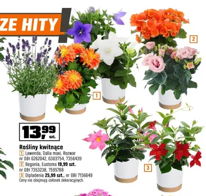Rośliny kwitnące promocja w OBI