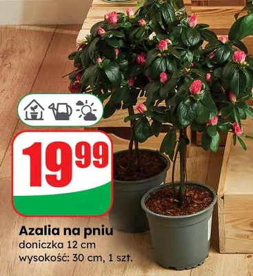 Azalia na pniu promocja w Dino
