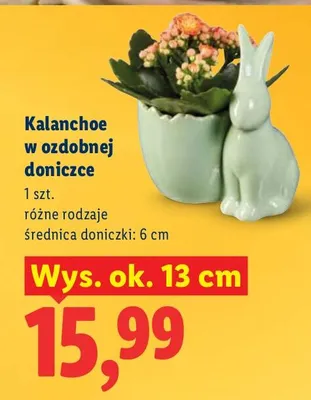 Kalanchoe w ozdobnej doniczce różne rodzaje promocja w Lidl