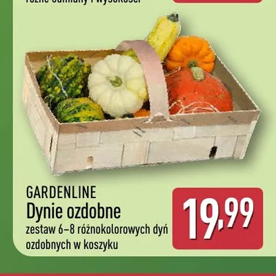Dynie ozdobne Gardenline promocja w Aldi