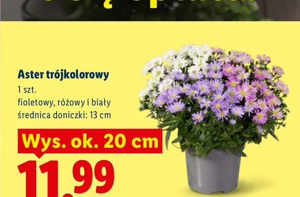 Aster trójkolorowy promocja w Lidl