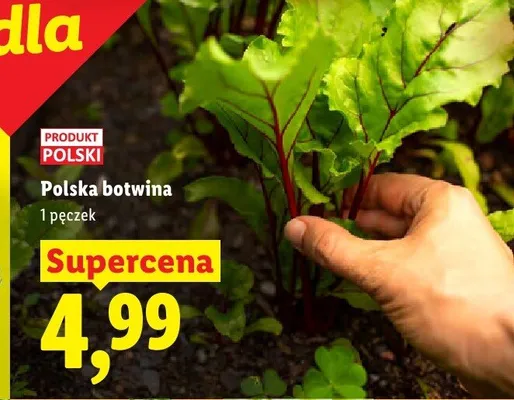 Polska botwina promocja w Lidl