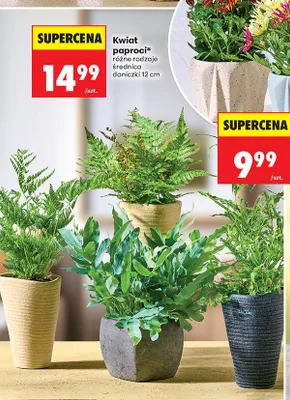 Kwiat paproci średnica doniczki 12cm promocja w Biedronka