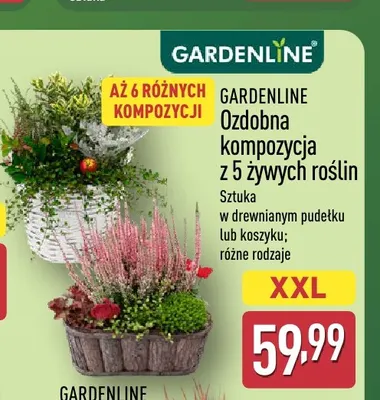 Ozdobna kompozycja z 5 żywych roślin Gardenline promocja w Aldi