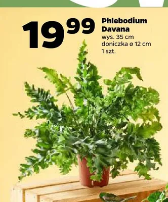 Phlebodium Davana promocja w Netto