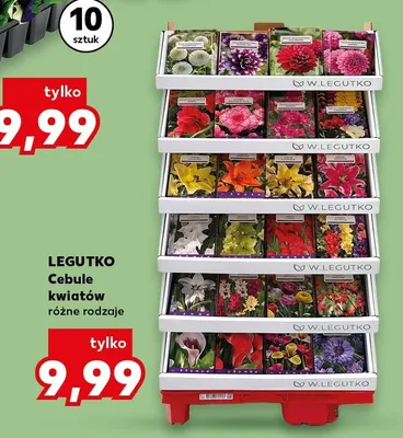 Cebule kwiatów różne rodzaje promocja w Kaufland