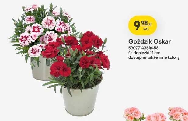 Goździk Oskar promocja w Castorama