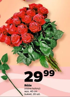 Róże różne kolory promocja w Netto