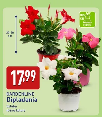 Dipladenia promocja w Aldi