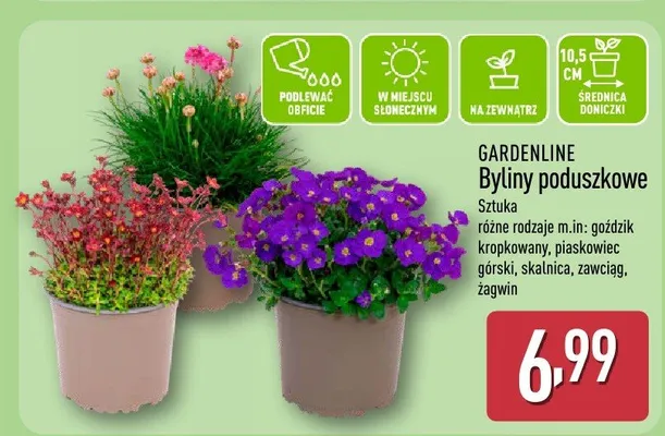 Byliny poduszkowe promocja w Aldi