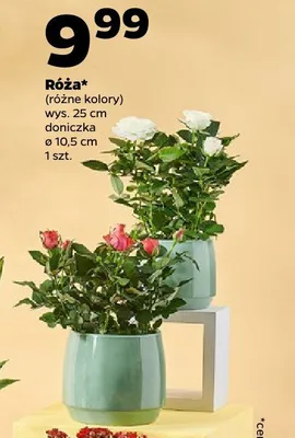 Róża promocja w Netto
