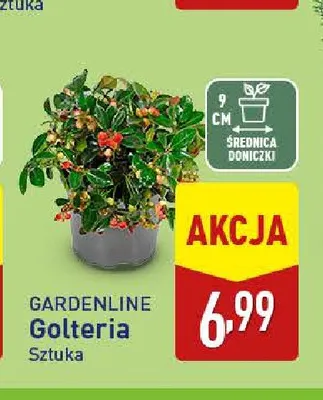 Golteria Gardenline promocja w Aldi