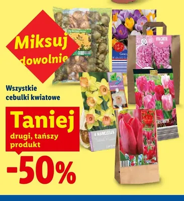 Cebulki kwiatowe różne rodzaje promocja w Lidl