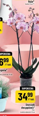 Storczyk dwupędowy promocja w POLOmarket