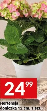 Hortensja doniczka 12 cm promocja w Twój Market