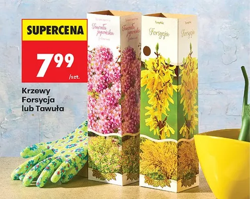 Krzew tawuła promocja w Biedronka