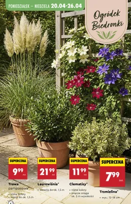 Trzmielina promocja w Biedronka