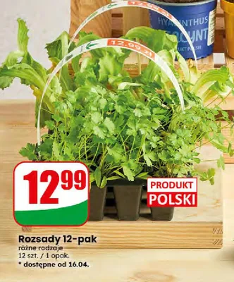 Rozsady 12-pak różne rodzaje promocja w Dino