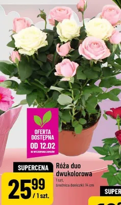 Róża duo dwukolorowa promocja w POLOmarket