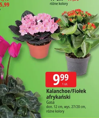 Kalanchoe Gasa promocja w Leclerc