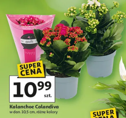 Kalanchoe Calandiva promocja w Auchan