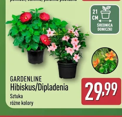 Hibiskus/Dipladenia GARDENLINE promocja w Aldi