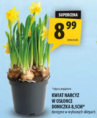 Kwiat narcyz w osłonce doniczka promocja w Arhelan