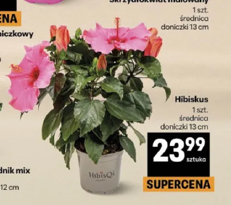 Hibiskus promocja w Delikatesy Centrum