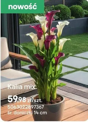 Kalia mix promocja w Castorama