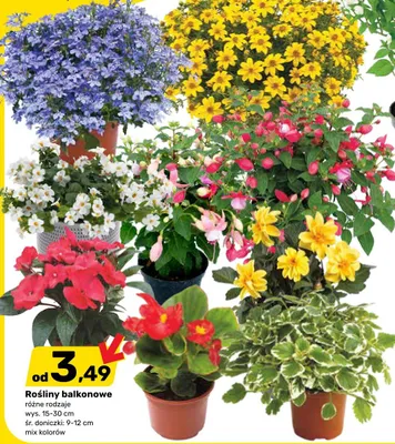 Rośliny balkonowe promocja w Bricomarche