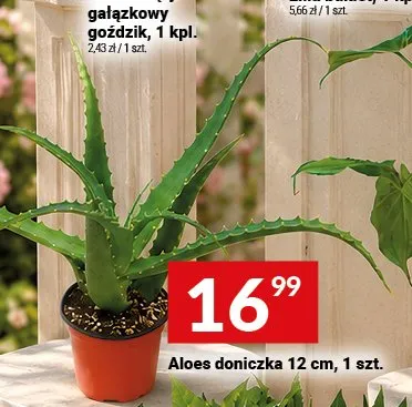 Aloes doniczka 12 cm promocja w Twój Market